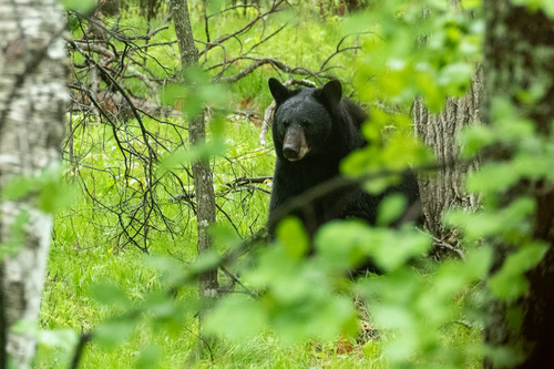 American Black Bear photographed in Minnesota
