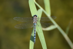 Aeshna mixta