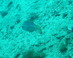 Diagramma melanacrum