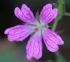 Geranium endressii
