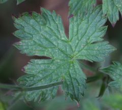 Geranium endressii