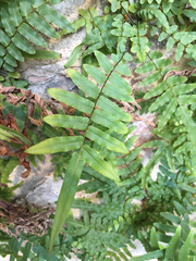 Pteris vittata