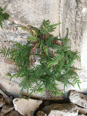 Pteris vittata