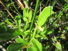 Lobelia anceps