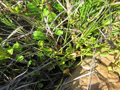 Lobelia anceps