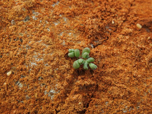 Clasping-leaved Jointed Glasswort (Halopeplis amplexicaulis)