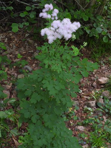 Thalictrum aquilegiifolium iNat (3)