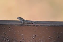 Lygodactylus chobiensis