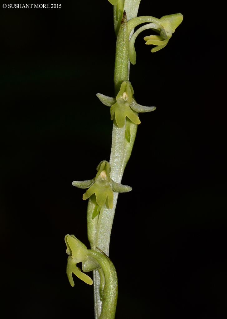 Peristylus caranjensis