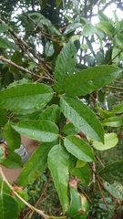 Quercus stenophylloides