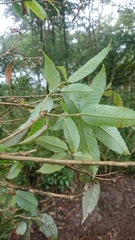 Quercus stenophylloides