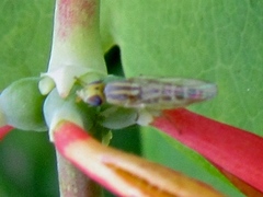 Meromyza