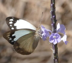 Cepora perimale scyllara