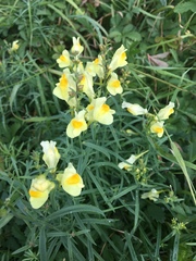 Linaria vulgaris
