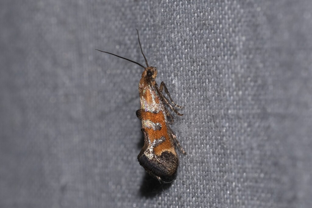 Epermenia pontificella
