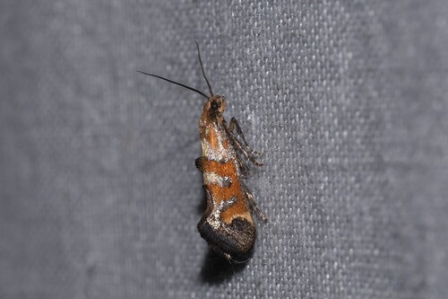 Epermenia pontificella