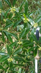 Daphne arisanensis