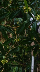Daphne arisanensis