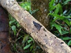 Dichorragia nesimachus formosanus