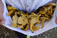 Cantharellus