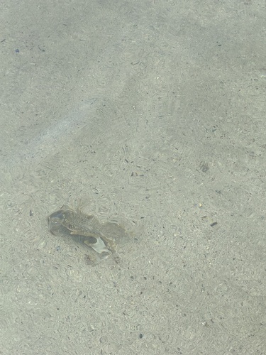 Portunus hawaiiensis, 2025-05-16