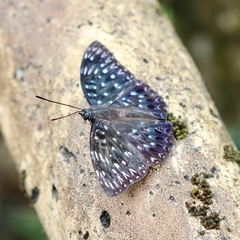 Dichorragia nesimachus formosanus