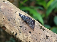 Dichorragia nesimachus formosanus