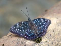 Dichorragia nesimachus formosanus