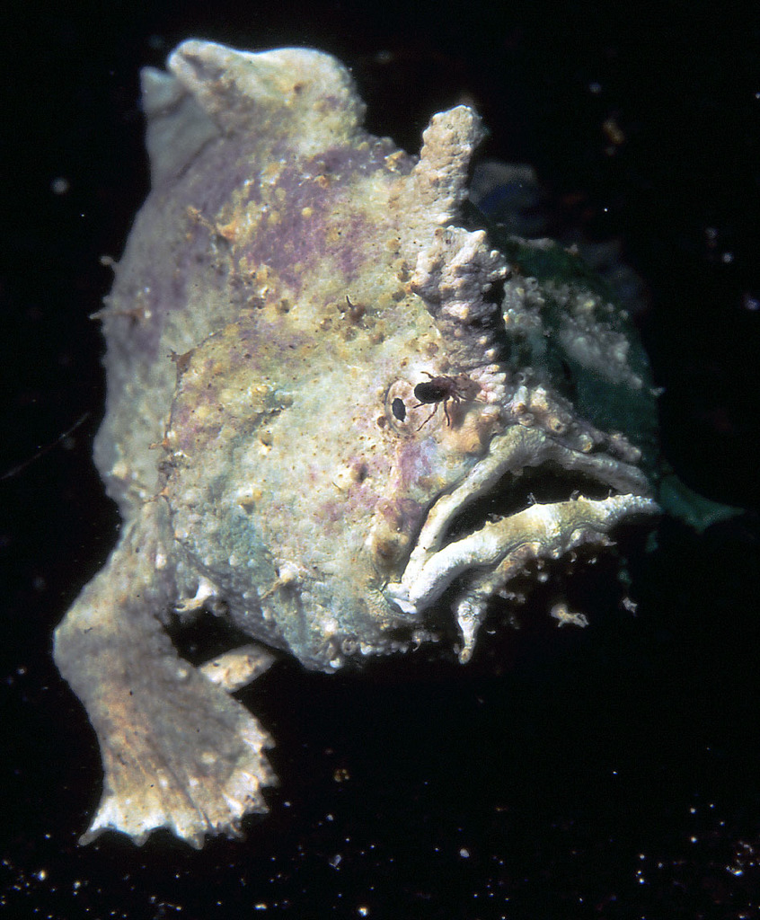 Smooth anglerfish (Phyllophryne scortea) — Antennariidae