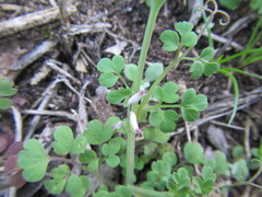 Cysticapnos cracca