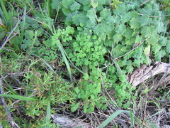 Cysticapnos cracca
