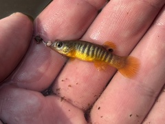 Spotfin Killifish photo 3
