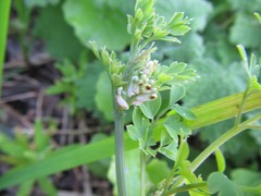 Cysticapnos cracca
