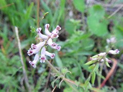 Cysticapnos cracca