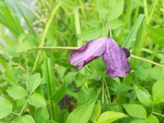 Clematis viticella