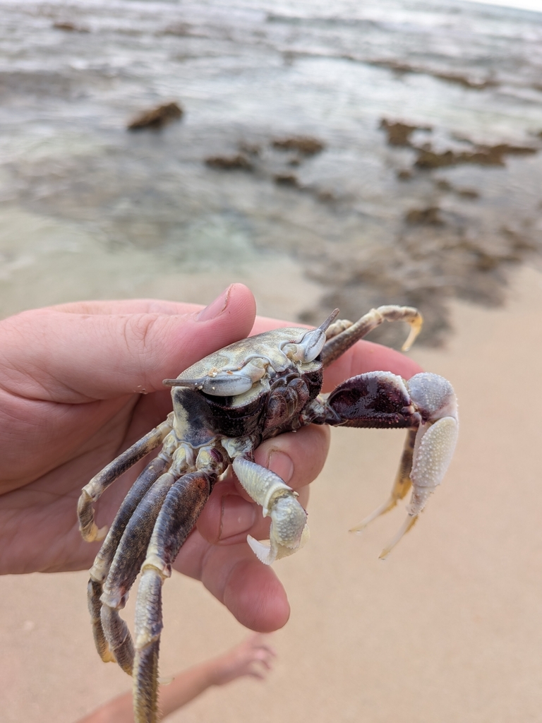 Horned Ghost Crab