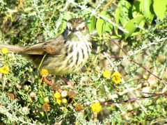 Prinia maculosa exultans