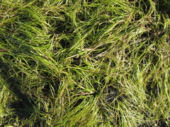 Isolepis striata