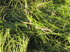 Isolepis striata
