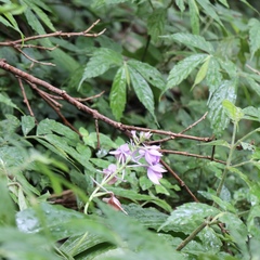 Calanthe masuca