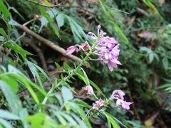 Calanthe masuca