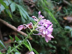 Calanthe masuca
