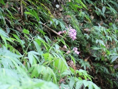 Calanthe masuca