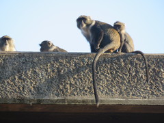 Cercopithecus mitis kolbi