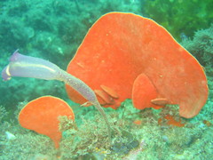 Clavelina meridionalis