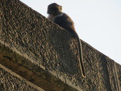 Cercopithecus mitis kolbi