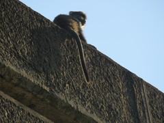 Cercopithecus mitis kolbi