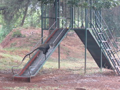 Cercopithecus mitis kolbi