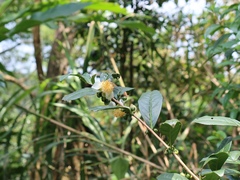 Theaceae