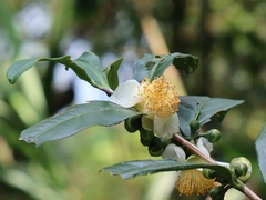 Theaceae